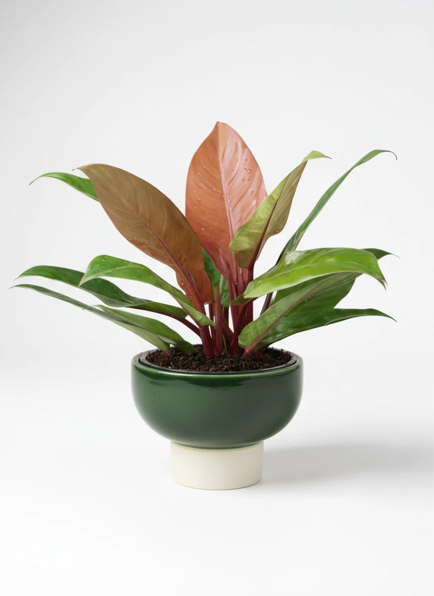 Philodendron Orange Congo - Image 4