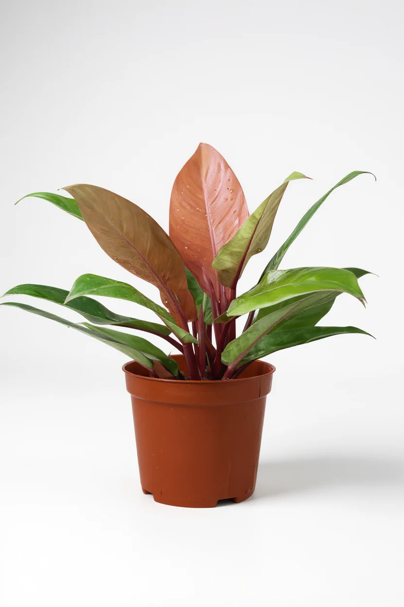 Philodendron Orange Congo - Image 5