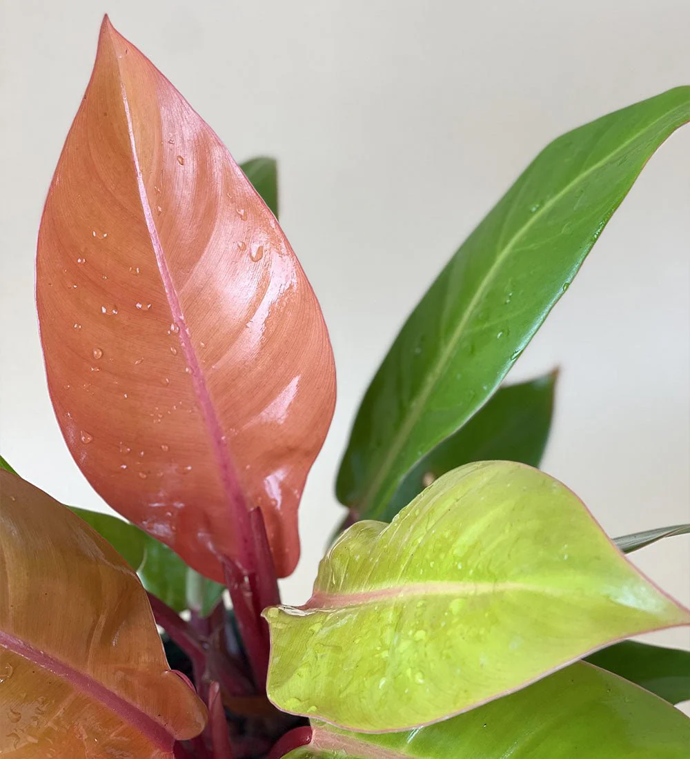 Philodendron Orange Congo - Image 6