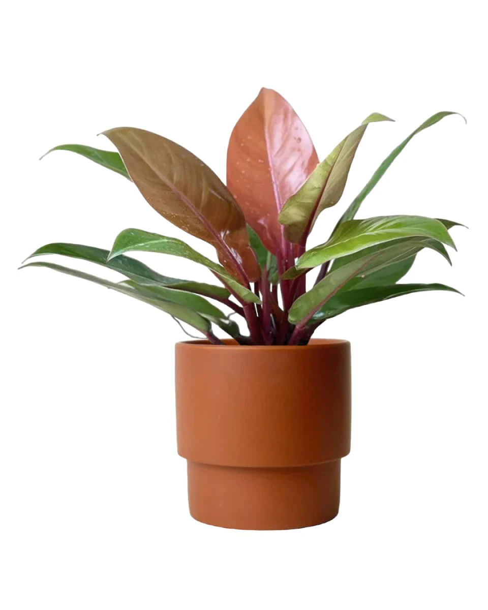 Philodendron Orange Congo - Image 7