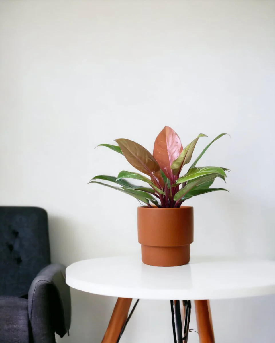 Philodendron Orange Congo - Image 8