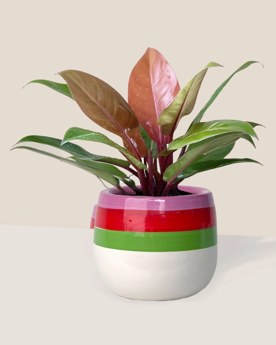 Philodendron Orange Congo - Image 9