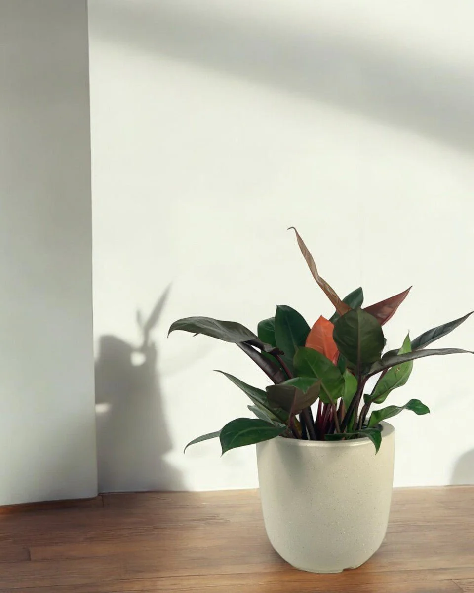 Philodendron Orange Congo Plant (0.6) - Image 2