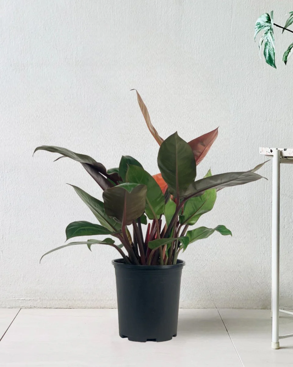 Philodendron Orange Congo Plant (0.6) - Image 3