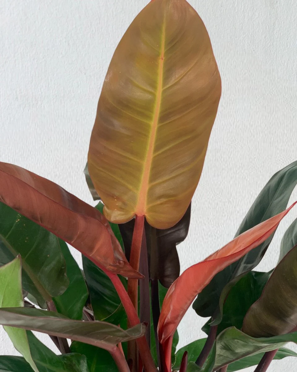 Philodendron Orange Congo Plant (0.6) - Image 4