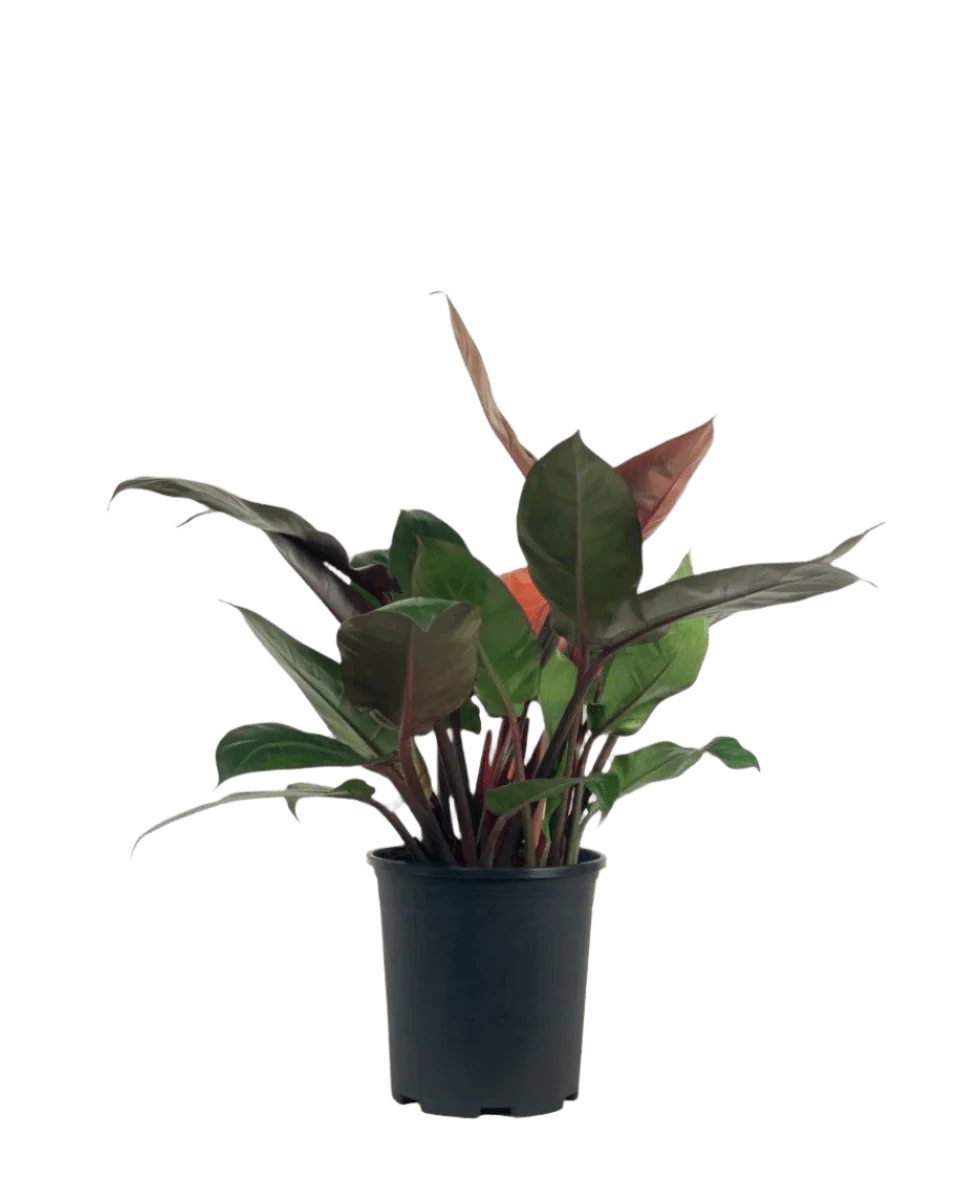 Philodendron Orange Congo Plant (0.6) - Image 5