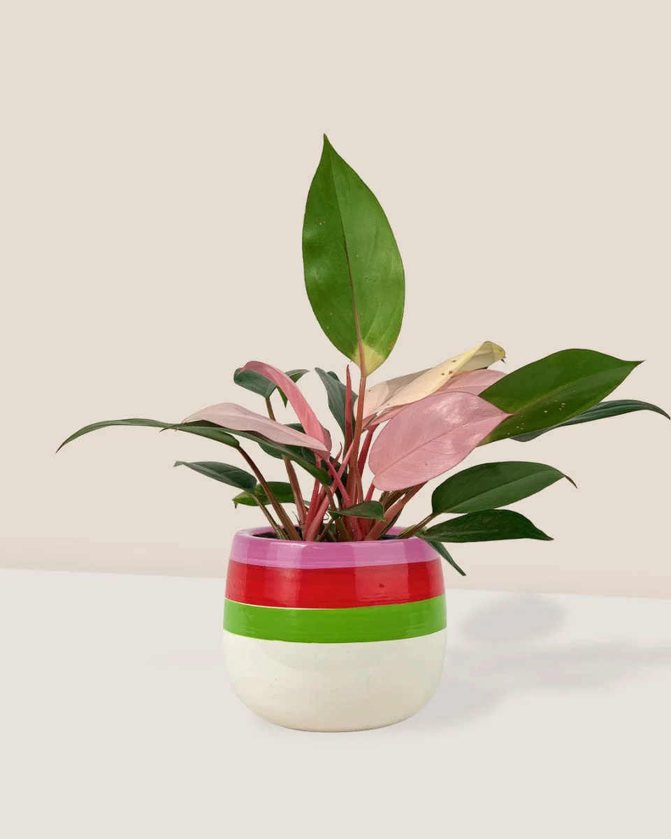 Philodendron Pink Congo - Image 3