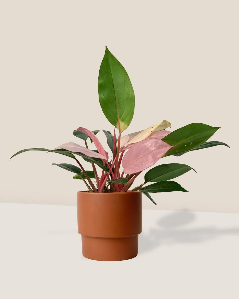 Philodendron Pink Congo - Image 4