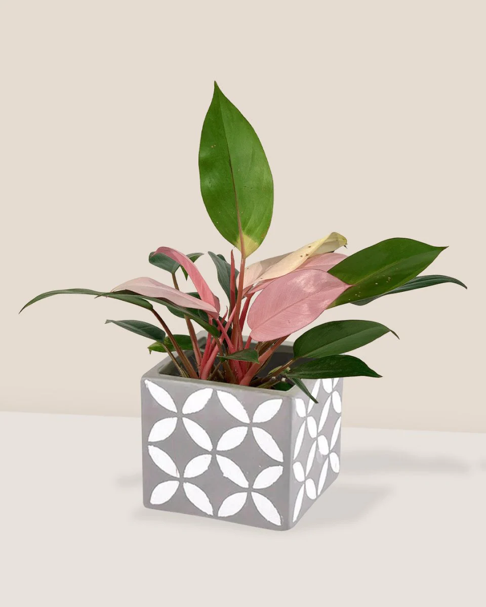 Philodendron Pink Congo - Image 5