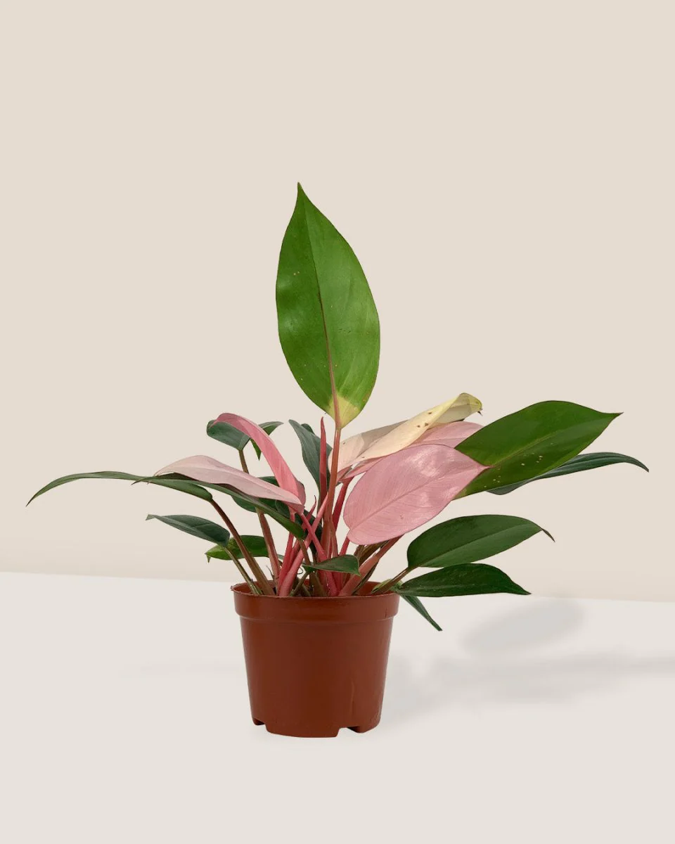 Philodendron Pink Congo - Image 6