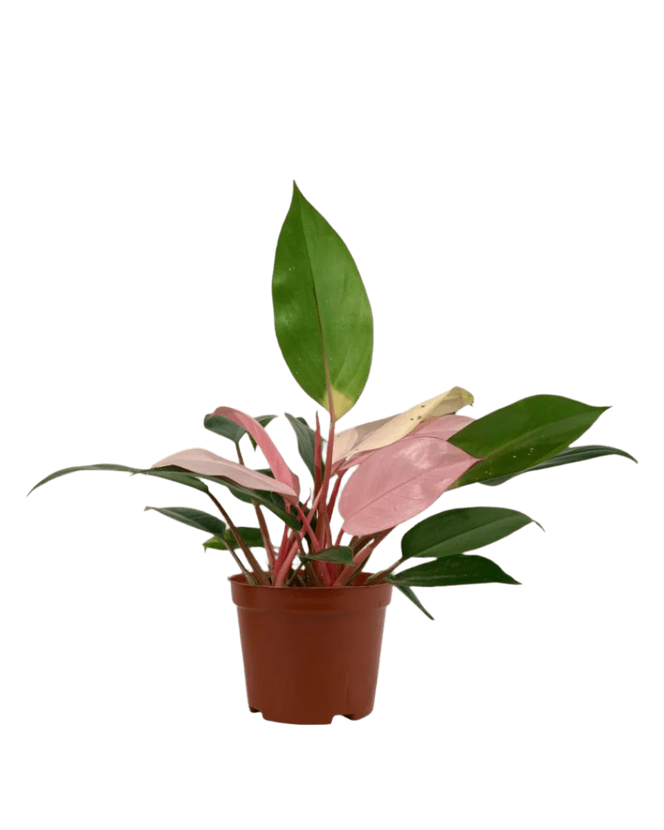 Philodendron Pink Congo - Image 7