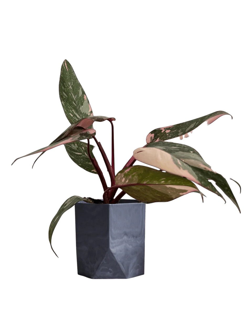 Philodendron Pink Princess - Image 10