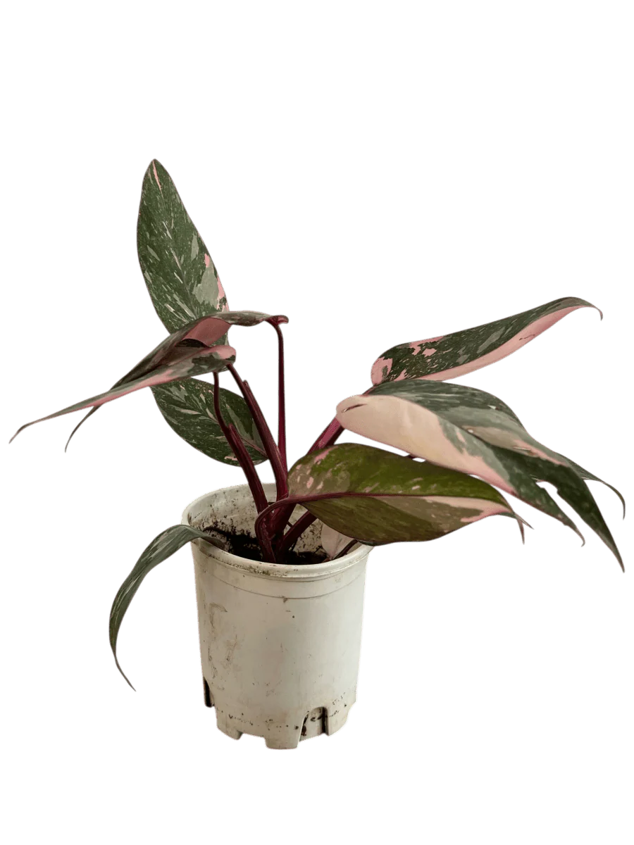 Philodendron Pink Princess - Image 11