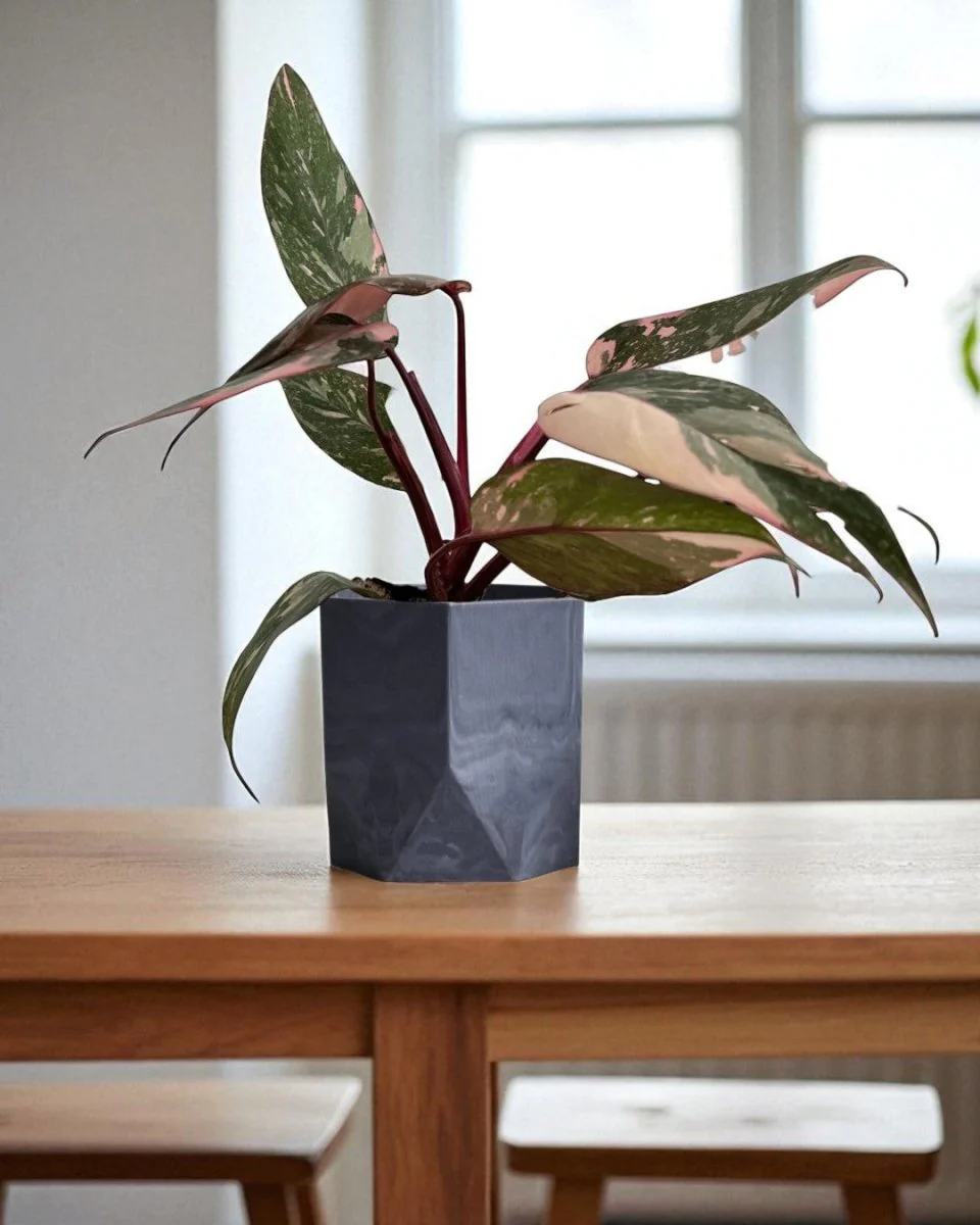 Philodendron Pink Princess - Image 9