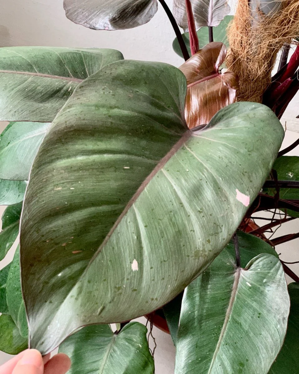 Philodendron Pink Princess (with coco stick) - Image 5