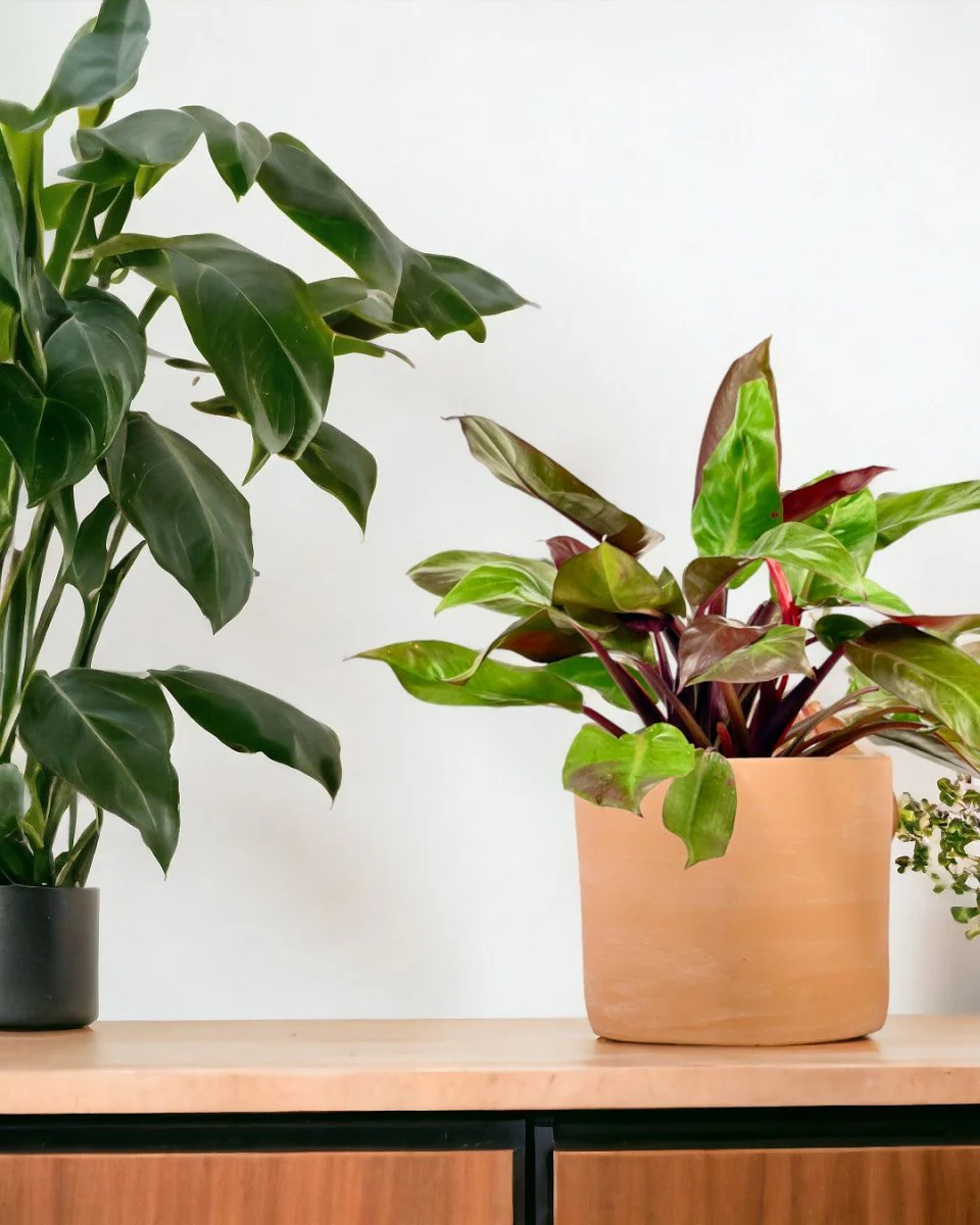 Philodendron Red Sun - Image 2