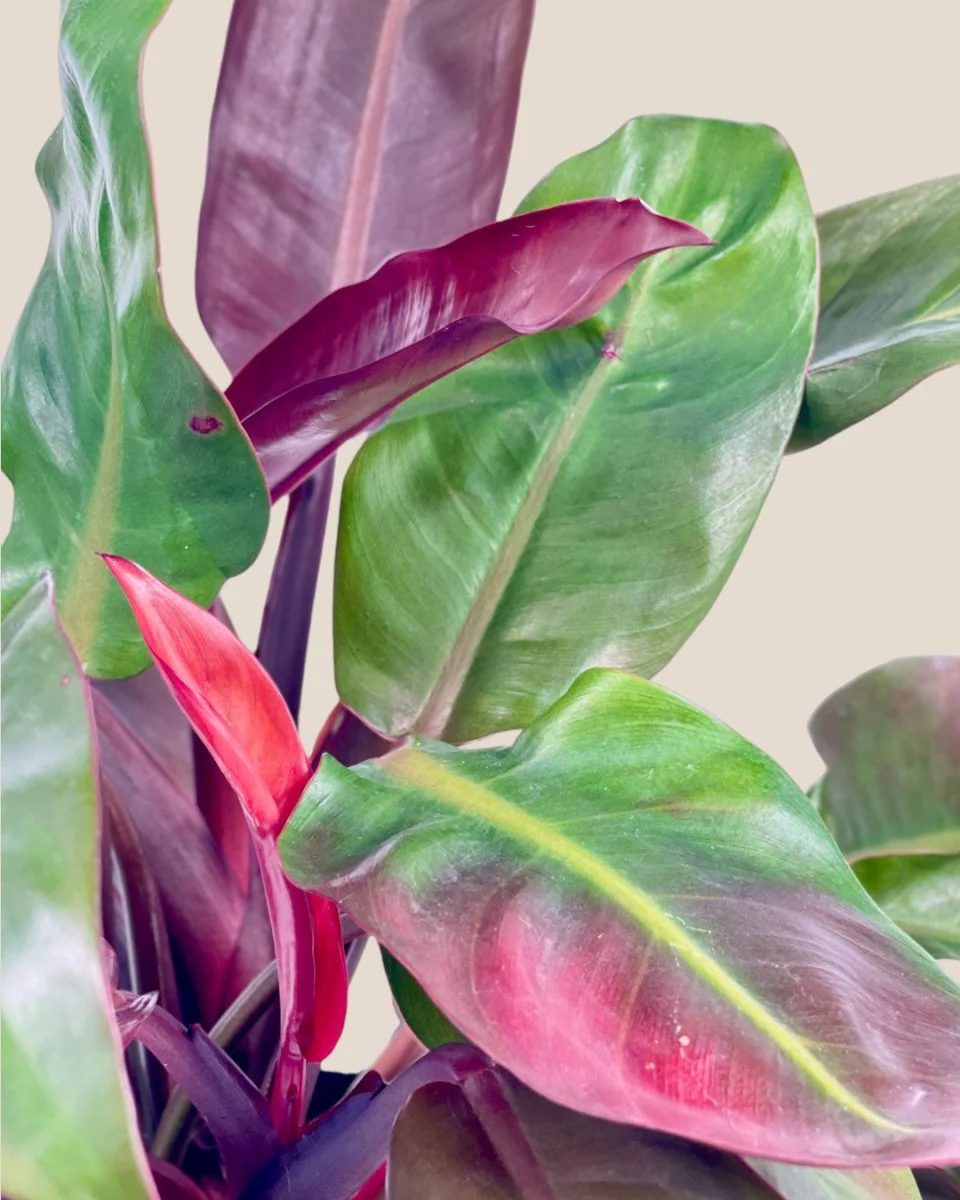 Philodendron Red Sun - Image 3