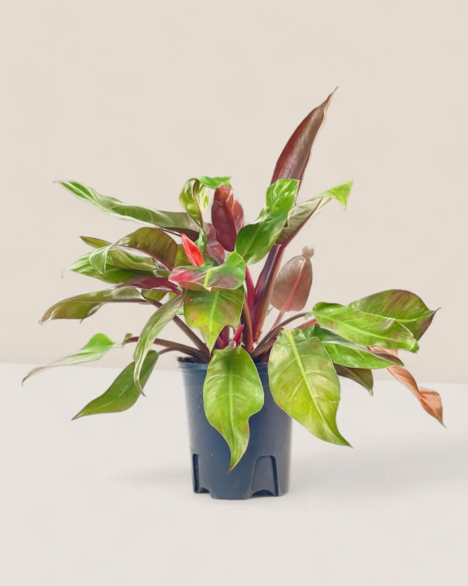 Philodendron Red Sun - Image 4