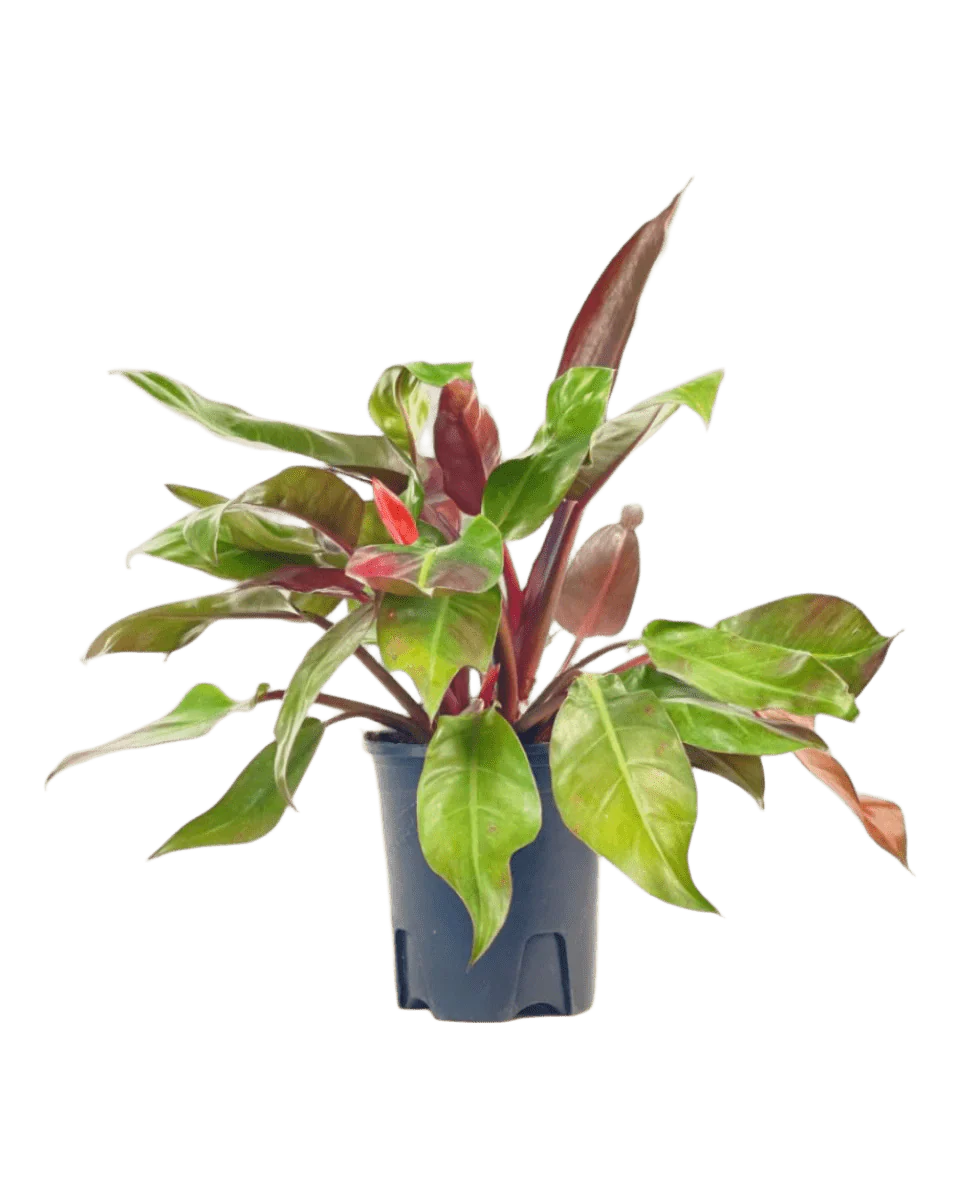 Philodendron Red Sun - Image 5
