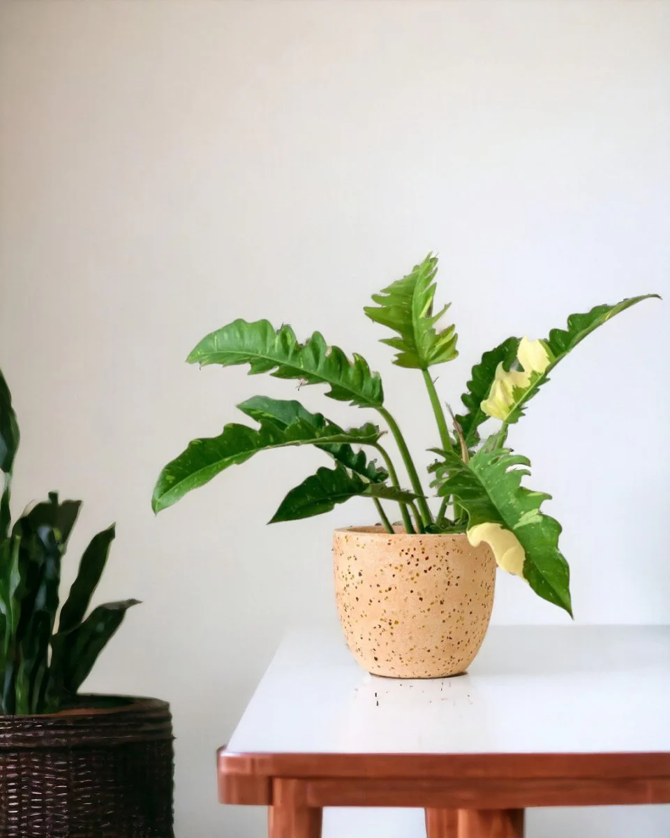 Philodendron Ring of Fire - Image 2