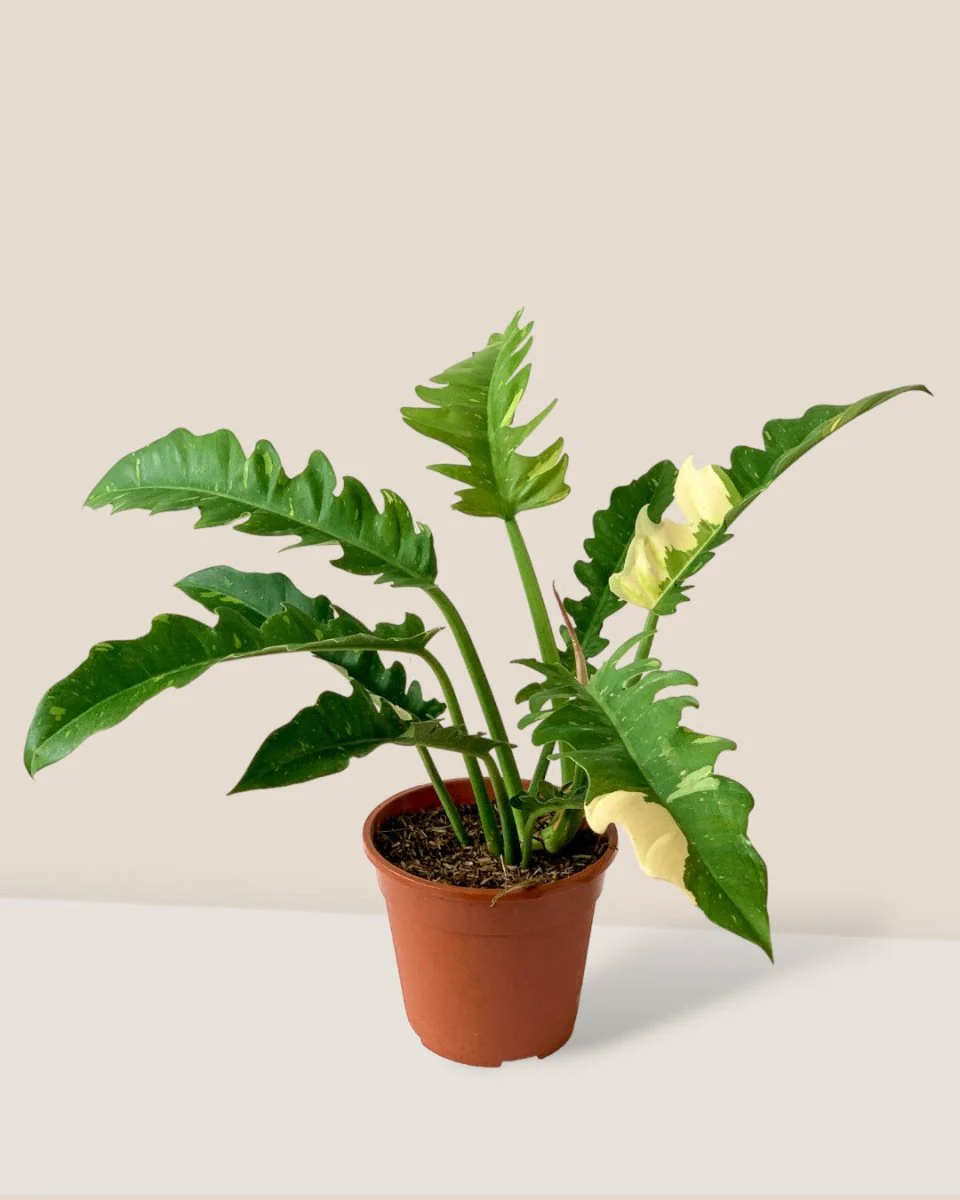 Philodendron Ring of Fire - Image 3