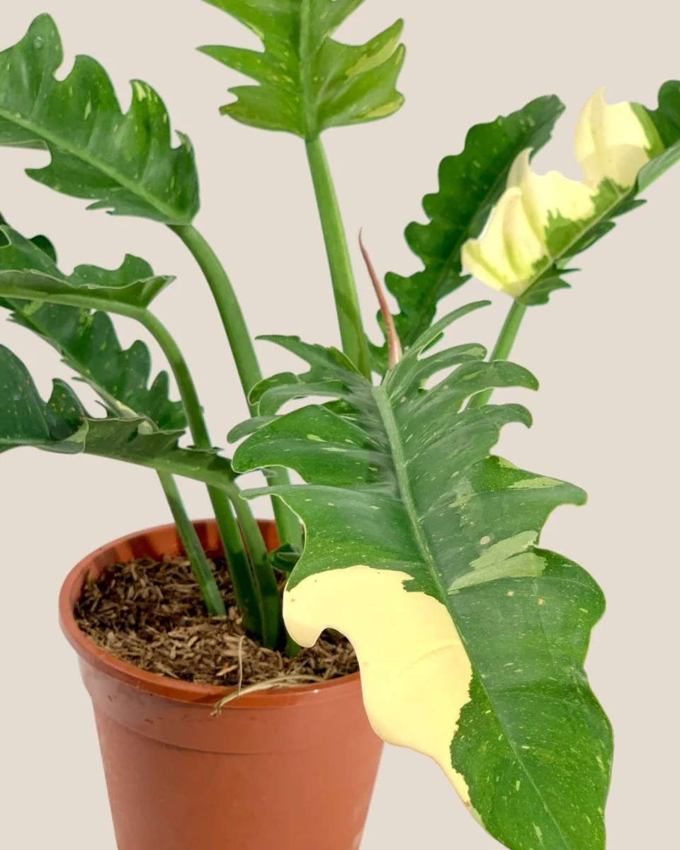 Philodendron Ring of Fire - Image 5