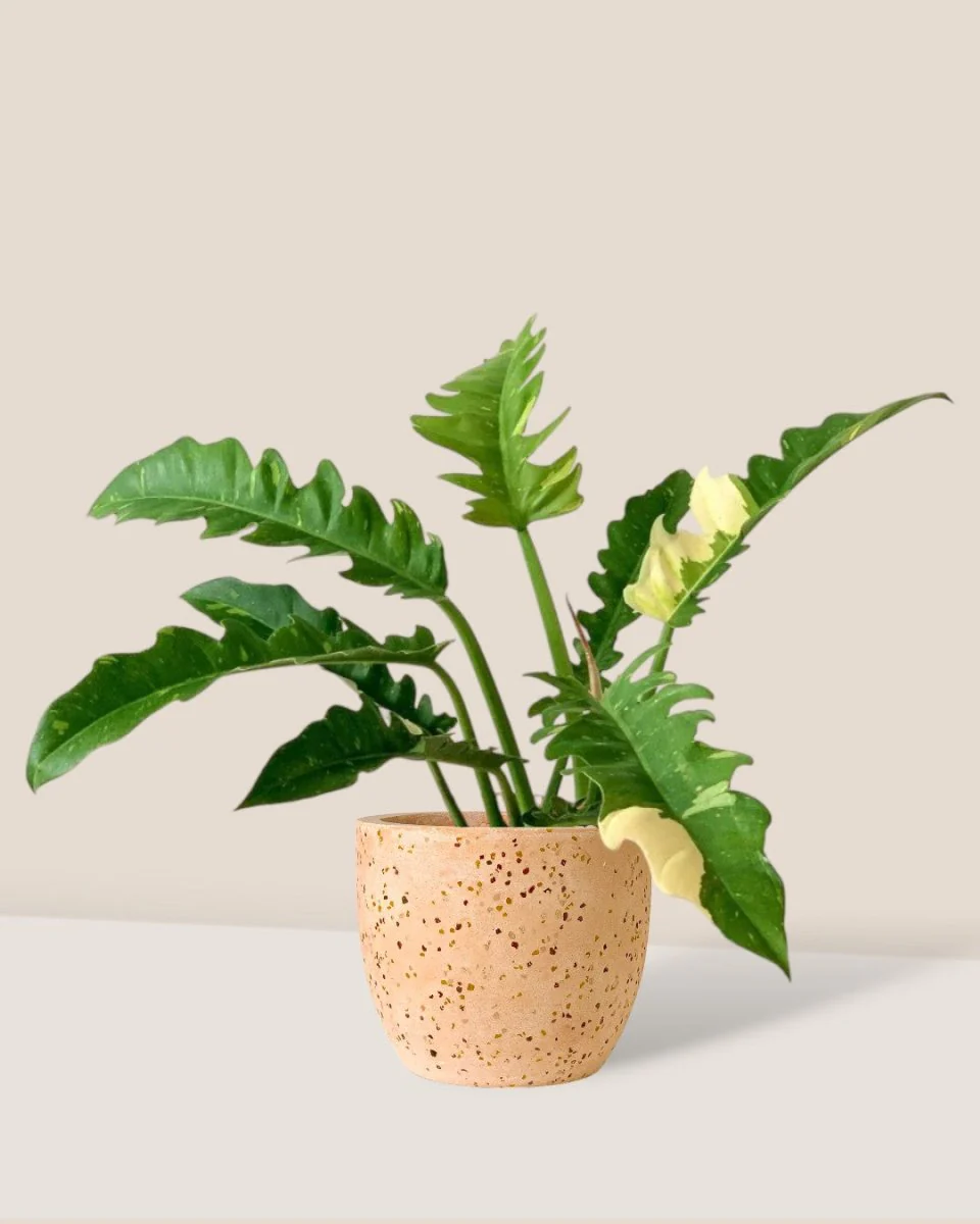 Philodendron Ring of Fire - Image 6