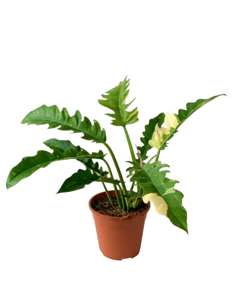 Philodendron Ring of Fire - Image 7