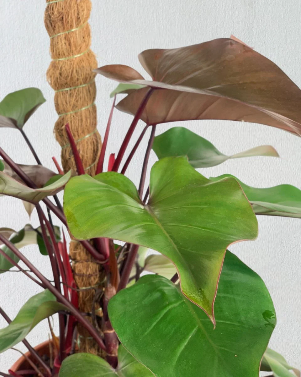 Philodendron Rojo Congo Plant - Image 3