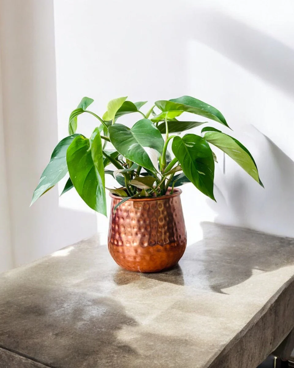 Philodendron White Princess - Image 10