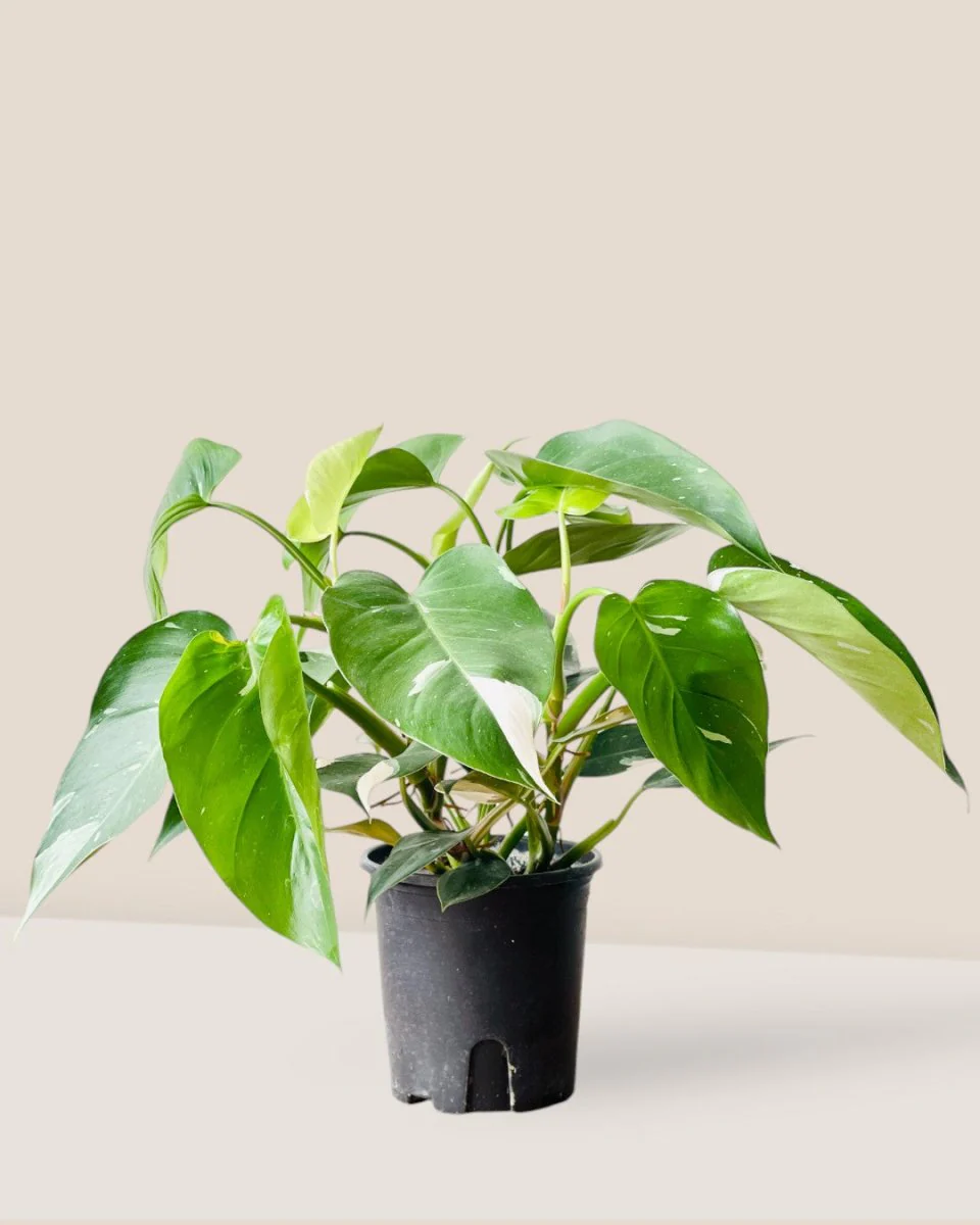 Philodendron White Princess - Image 11