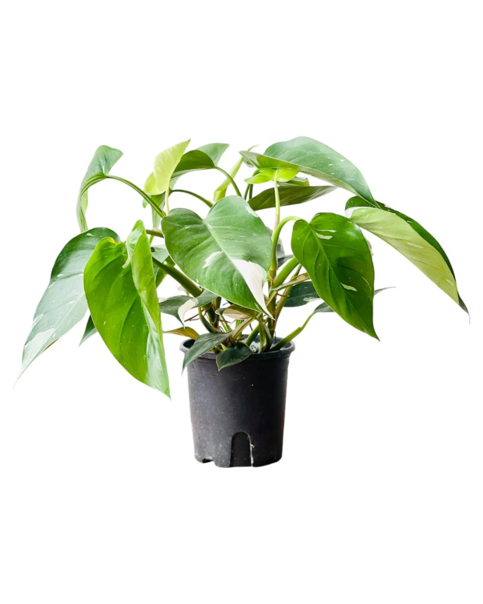 Philodendron White Princess - Image 12