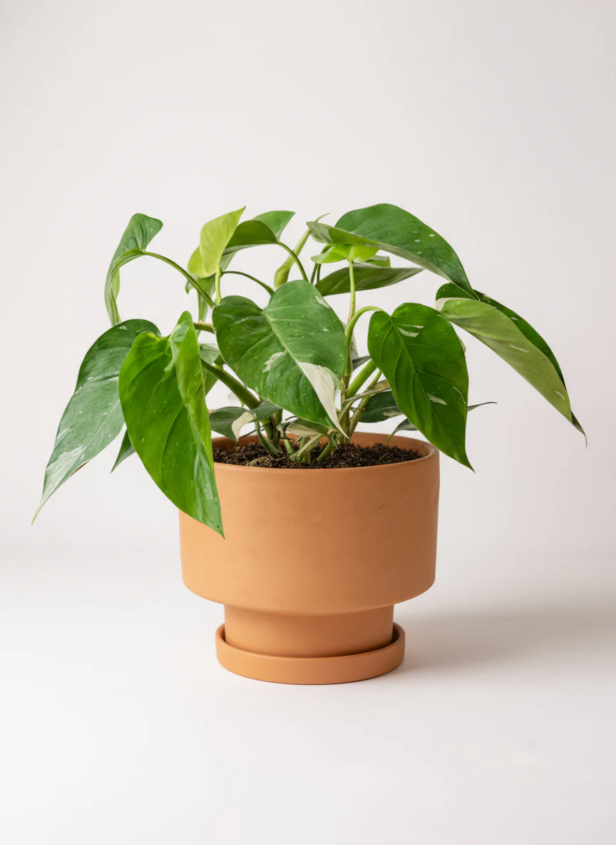 Philodendron White Princess - Image 5