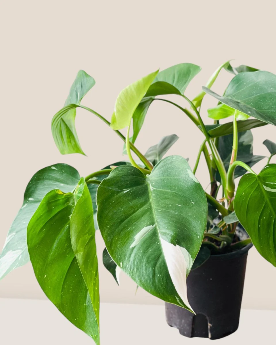 Philodendron White Princess - Image 7