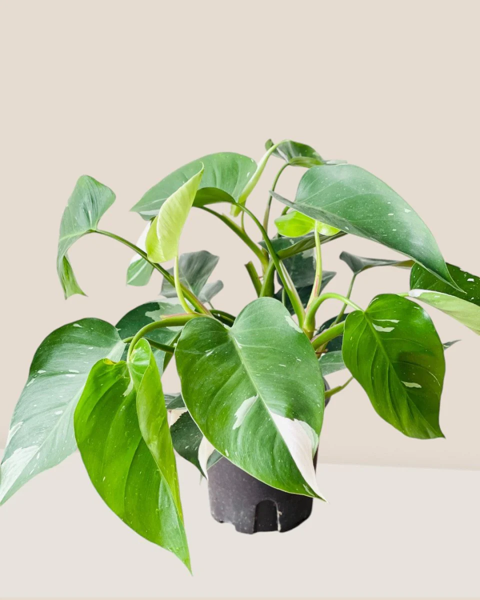 Philodendron White Princess - Image 8