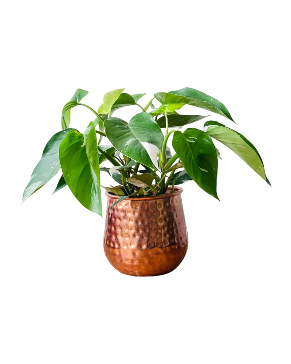 Philodendron White Princess - Image 9