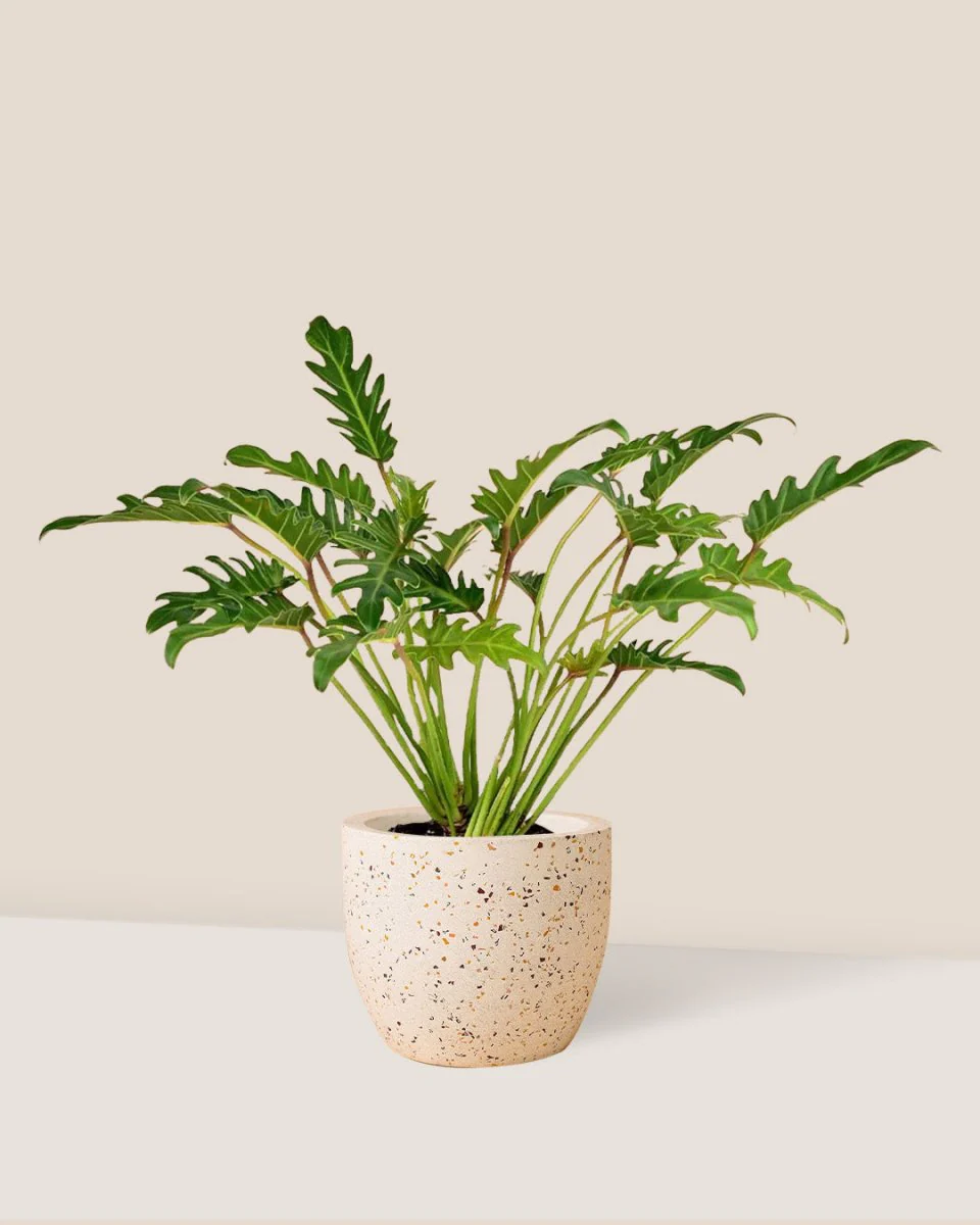 Philodendron Xanadu - Image 3