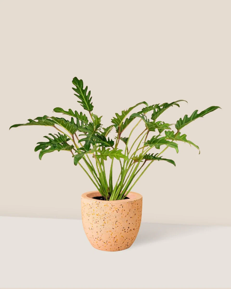 Philodendron Xanadu - Image 4