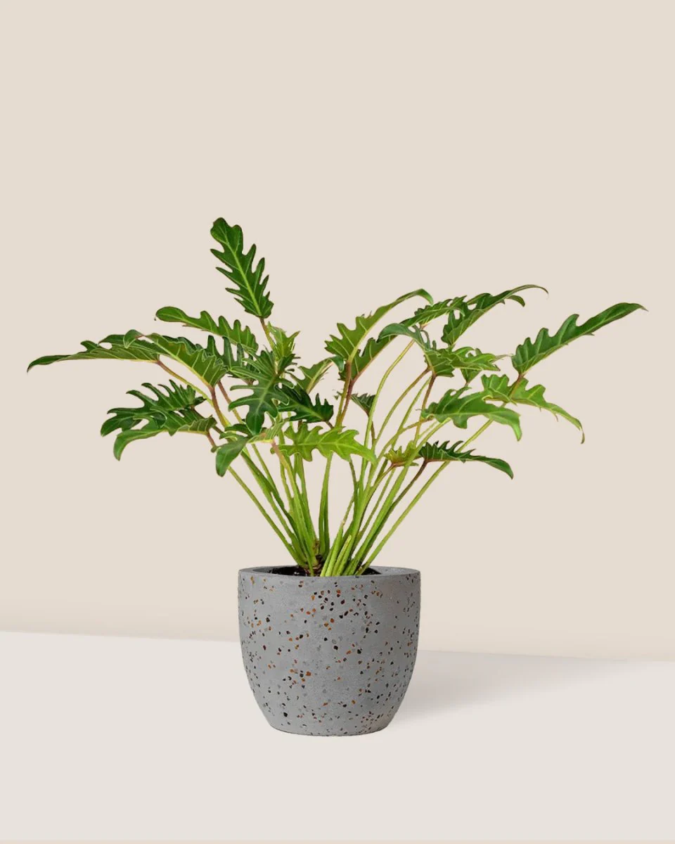 Philodendron Xanadu - Image 5