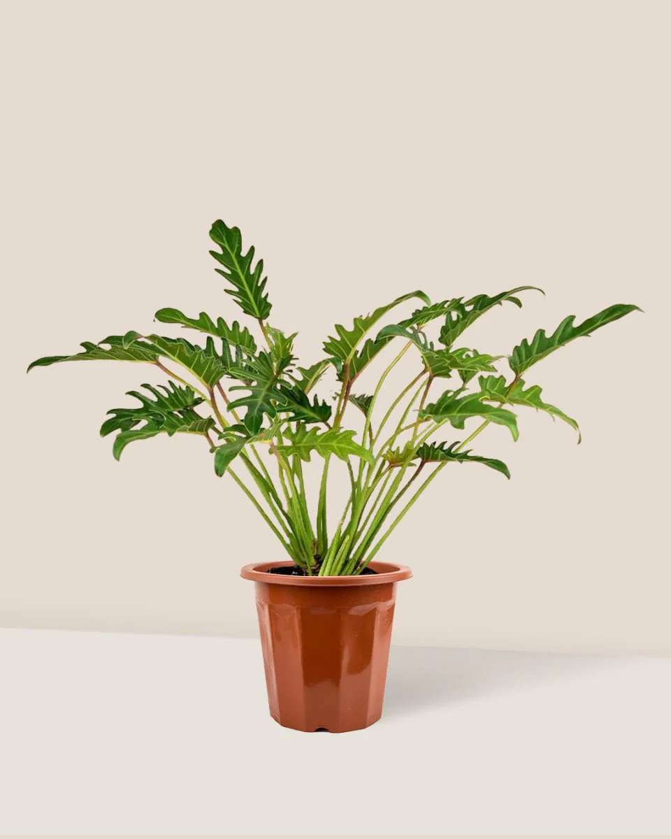 Philodendron Xanadu - Image 6