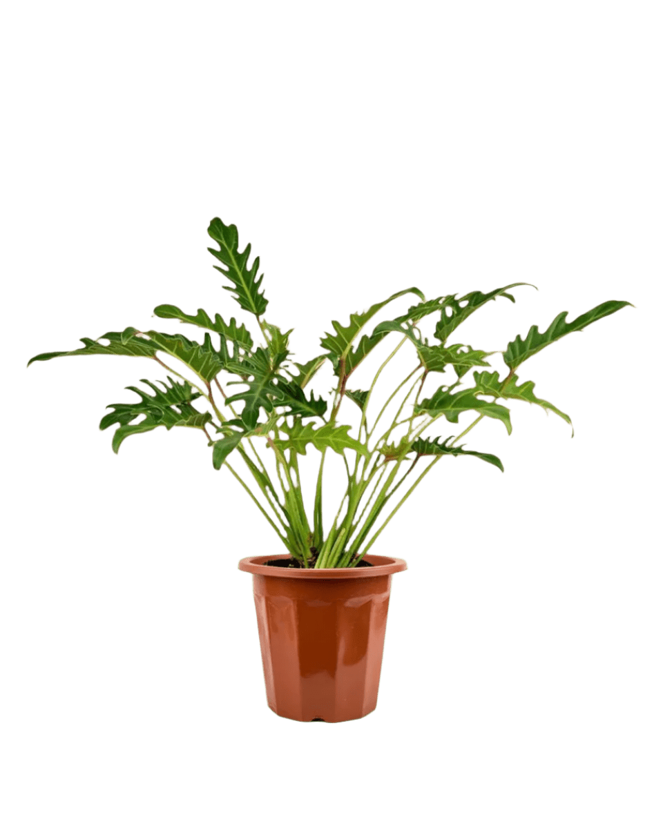 Philodendron Xanadu - Image 7