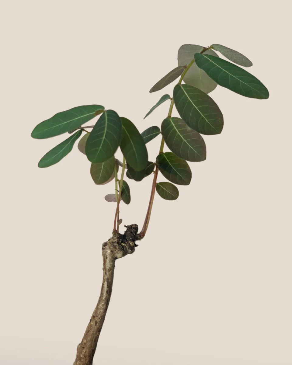 Phyllanthus Mirabilis (Japan) - Image 4
