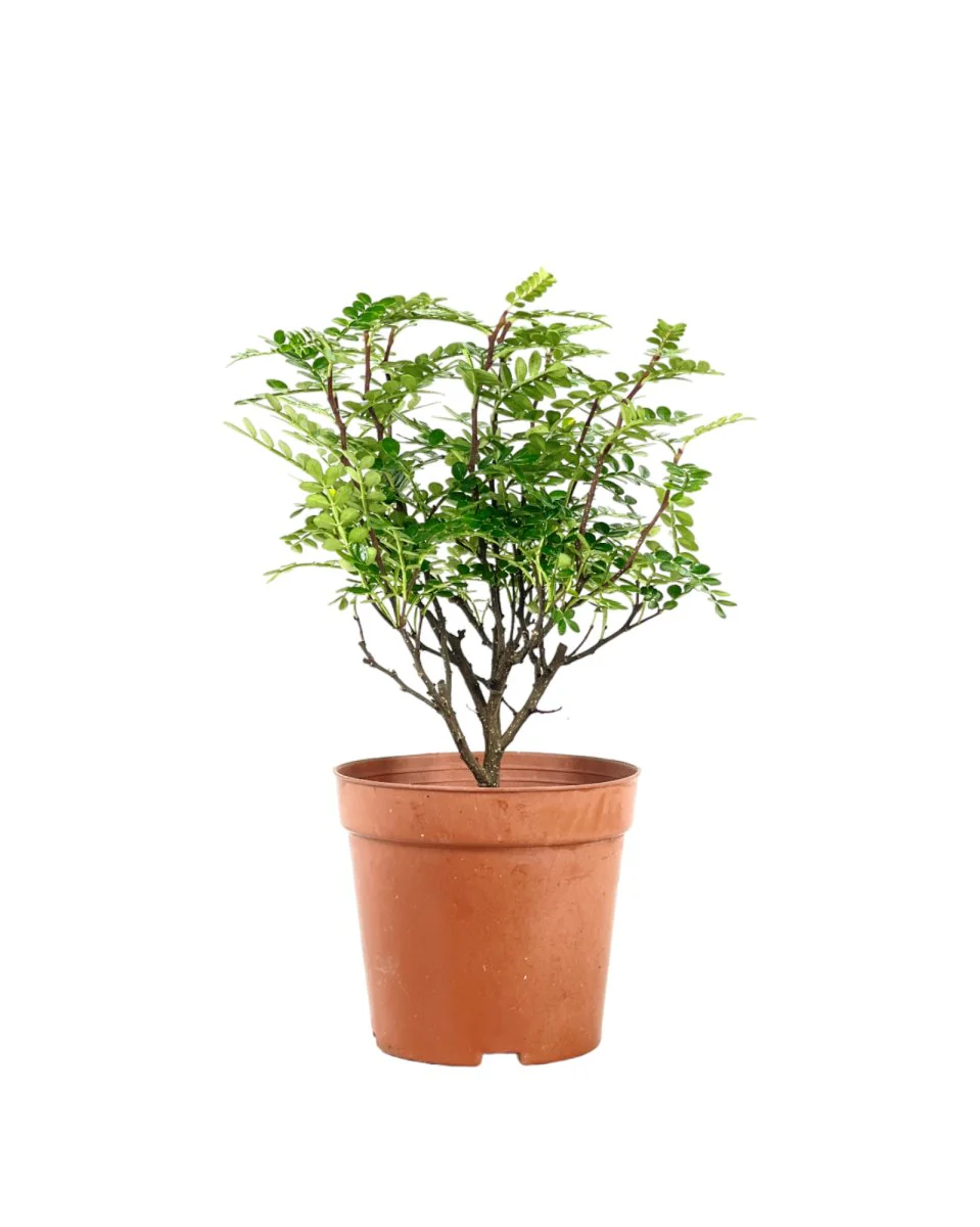 Pistacia Weinmannifolia - Image 3
