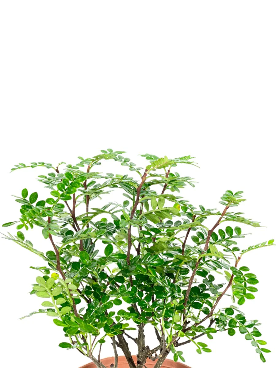 Pistacia Weinmannifolia - Image 4