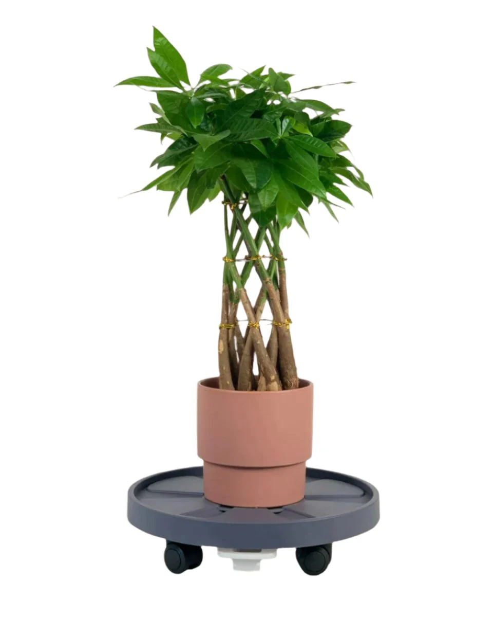 Plant Tray Trolley (Gray) - Image 13