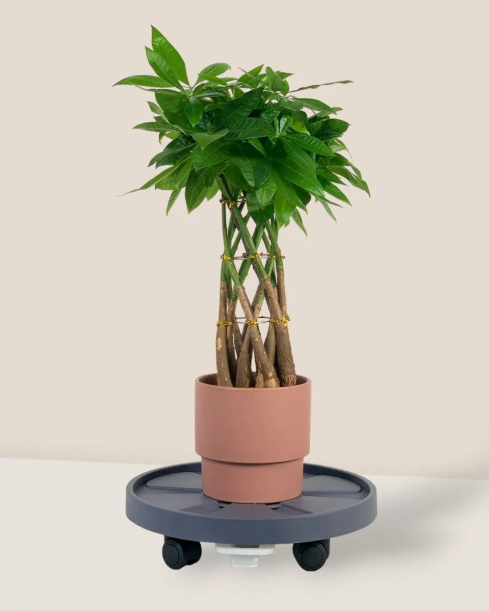 Plant Tray Trolley (Gray) - Image 2