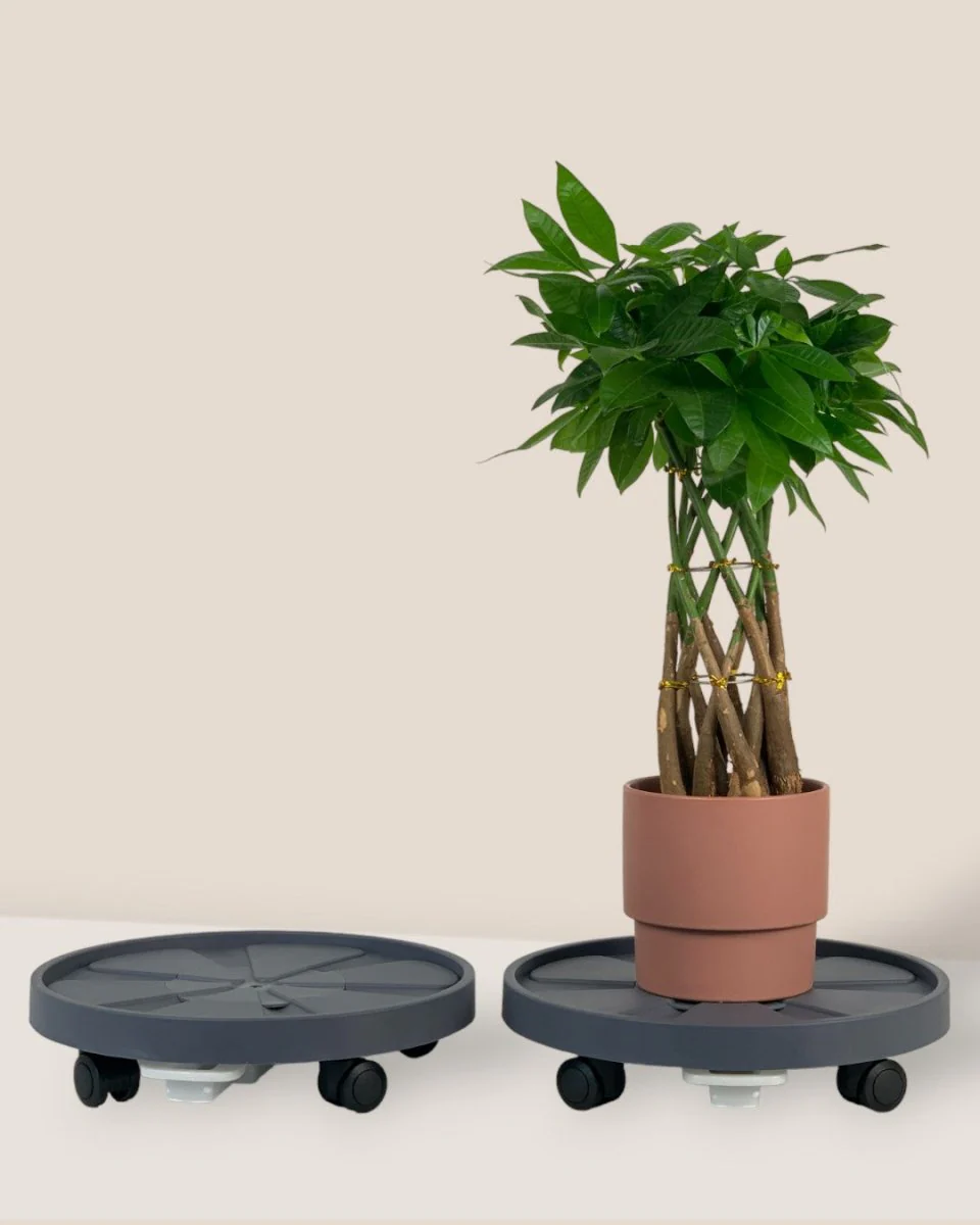 Plant Tray Trolley (Gray) - Image 3