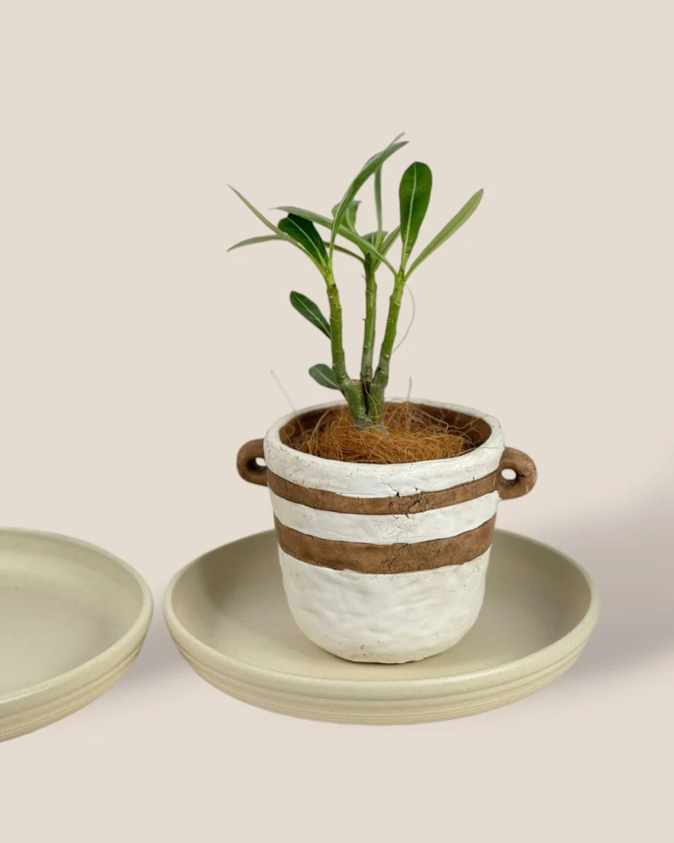 Plant Trays (Cream) - Image 2