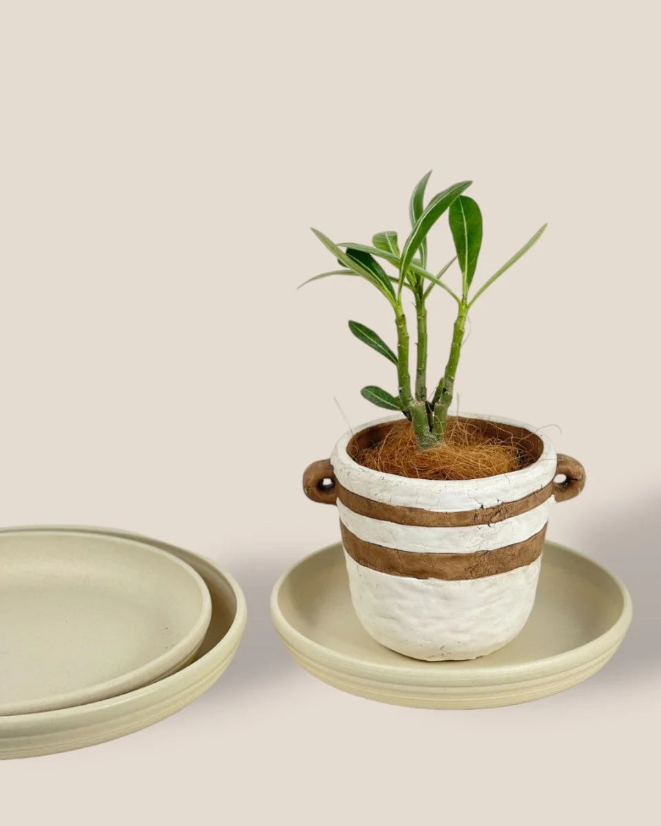 Plant Trays (Cream) - Image 3