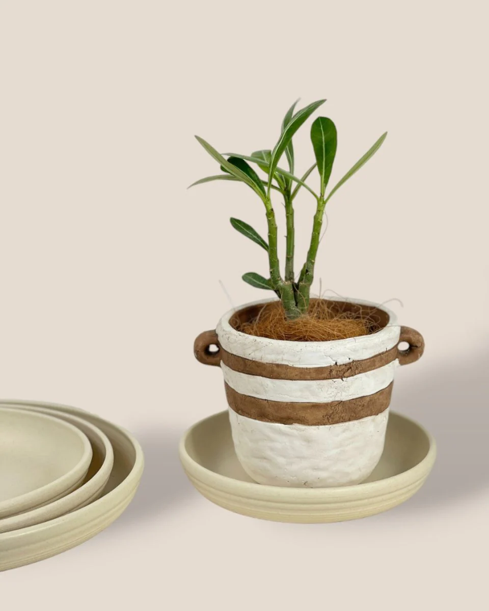 Plant Trays (Cream) - Image 4
